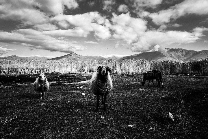 Black and white winter photograph from the Prespes area in northern Greece.