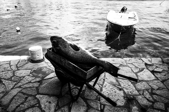 A big fish at the dock of Kastellorizo, caught by local fishermen