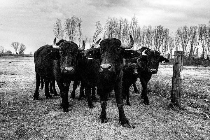 Black and white photograph of a buffalo herd near Lake Kerkini in winter.