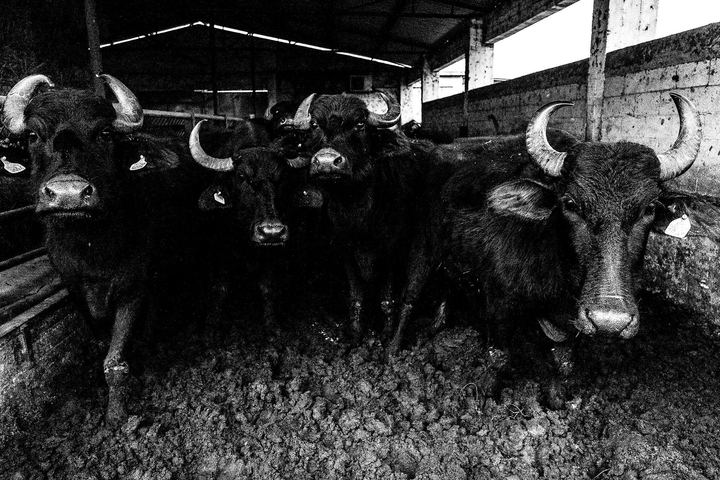 Black and white photograph of buffalo at a farm near Lake Kerkini.