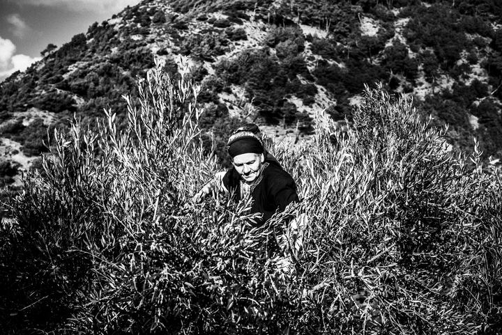 Black and white photograph of Sofia up an olive tree during the olive harvest near Olympos, Karpathos.
