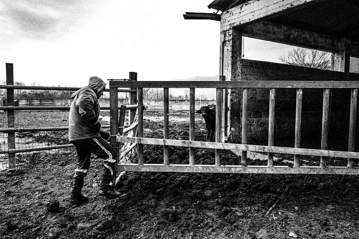Black and white photograph of buffalo and farm life near Lake Kerkini.