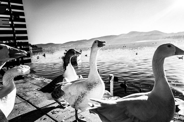 Black and white photograph of birds near the lake in Kastoria.