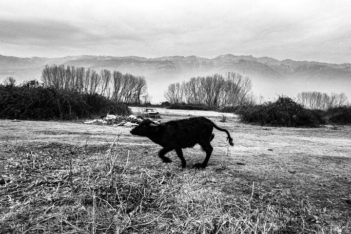 Black and white photograph of buffalo standing in a field near Lake Kerkini.