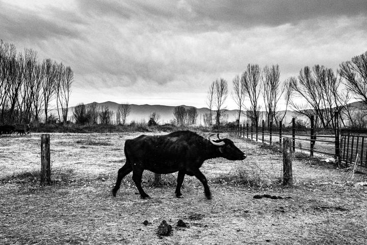 Black and white photograph of a buffalo farmer near Lake Kerkini in northern Greece.
