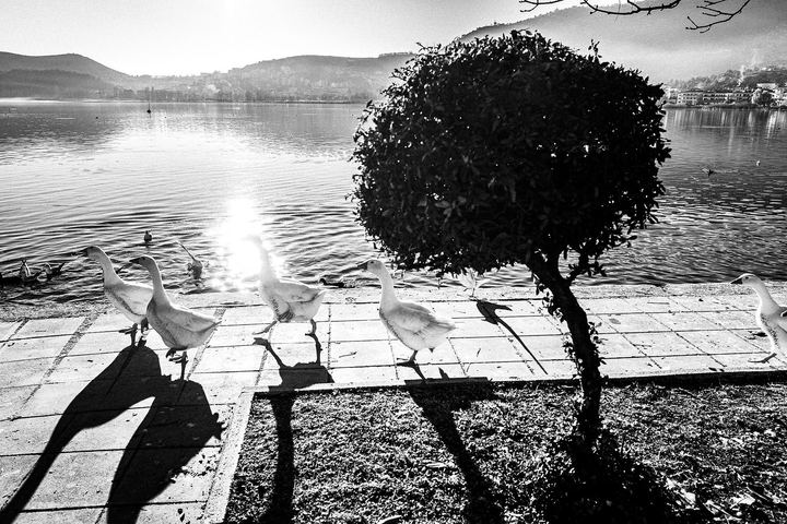 Black and white winter photograph from the lakeside landscape of Kastoria.