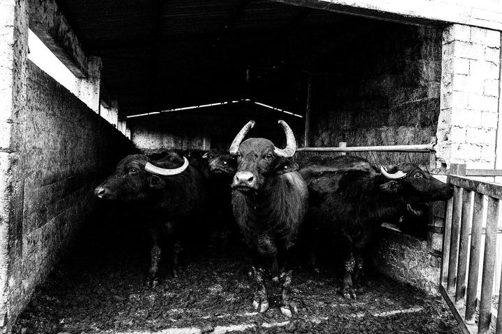 Black and white photograph of buffalo and rural landscape near Lake Kerkini.